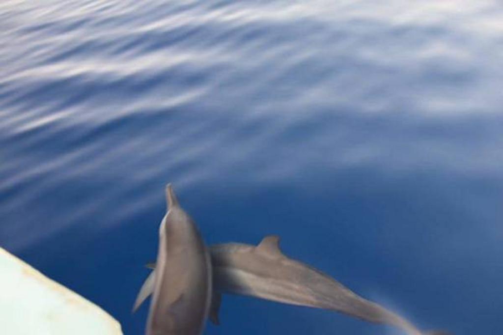 Madi Finolhu Guest House Dharavandhoo Kültér fotó